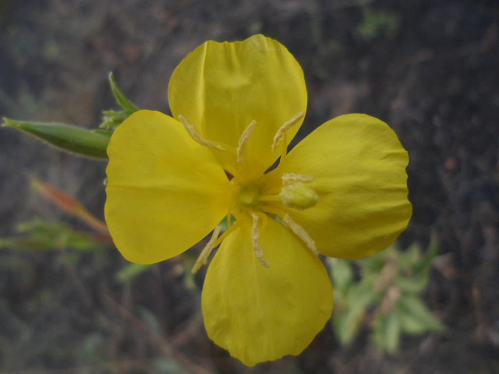 Изображение особи род Oenothera.