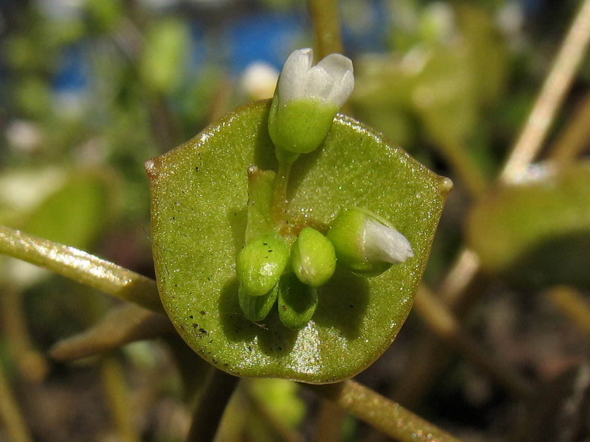 Изображение особи Claytonia perfoliata.