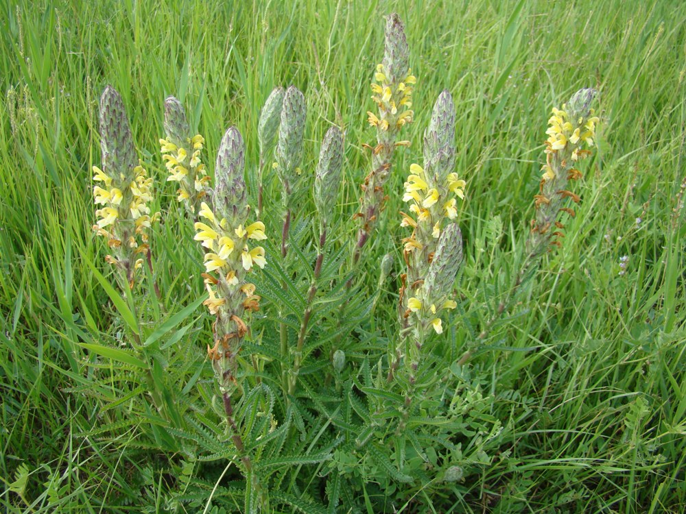 Изображение особи Pedicularis mariae.