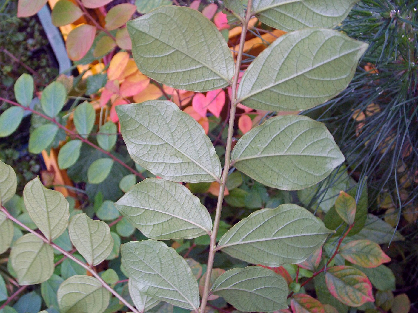 Image of genus Lagerstroemia specimen.