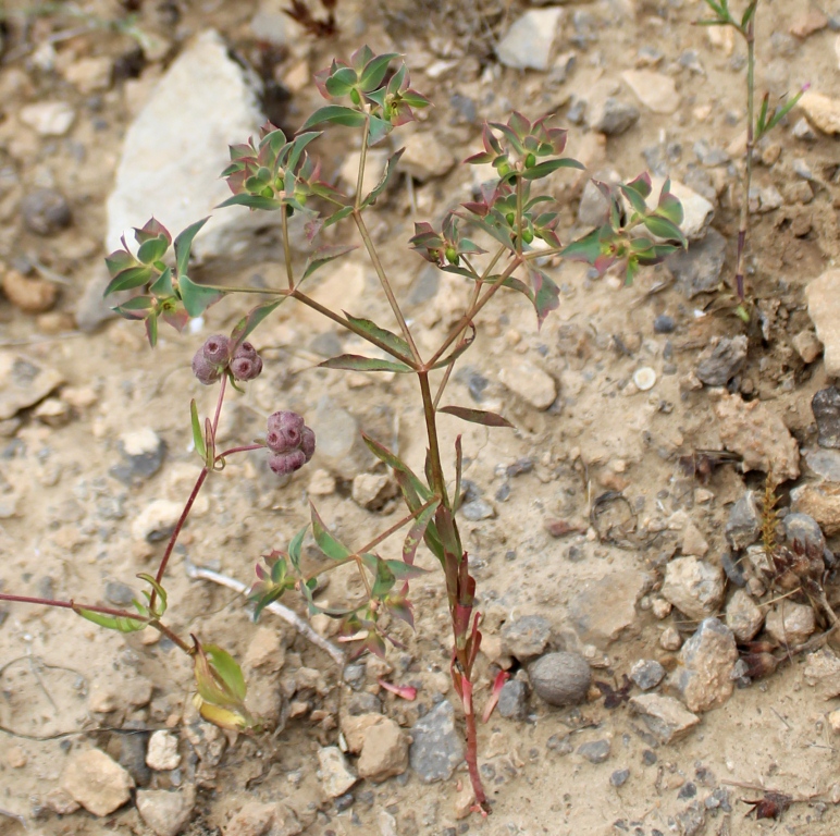 Image of genus Euphorbia specimen.