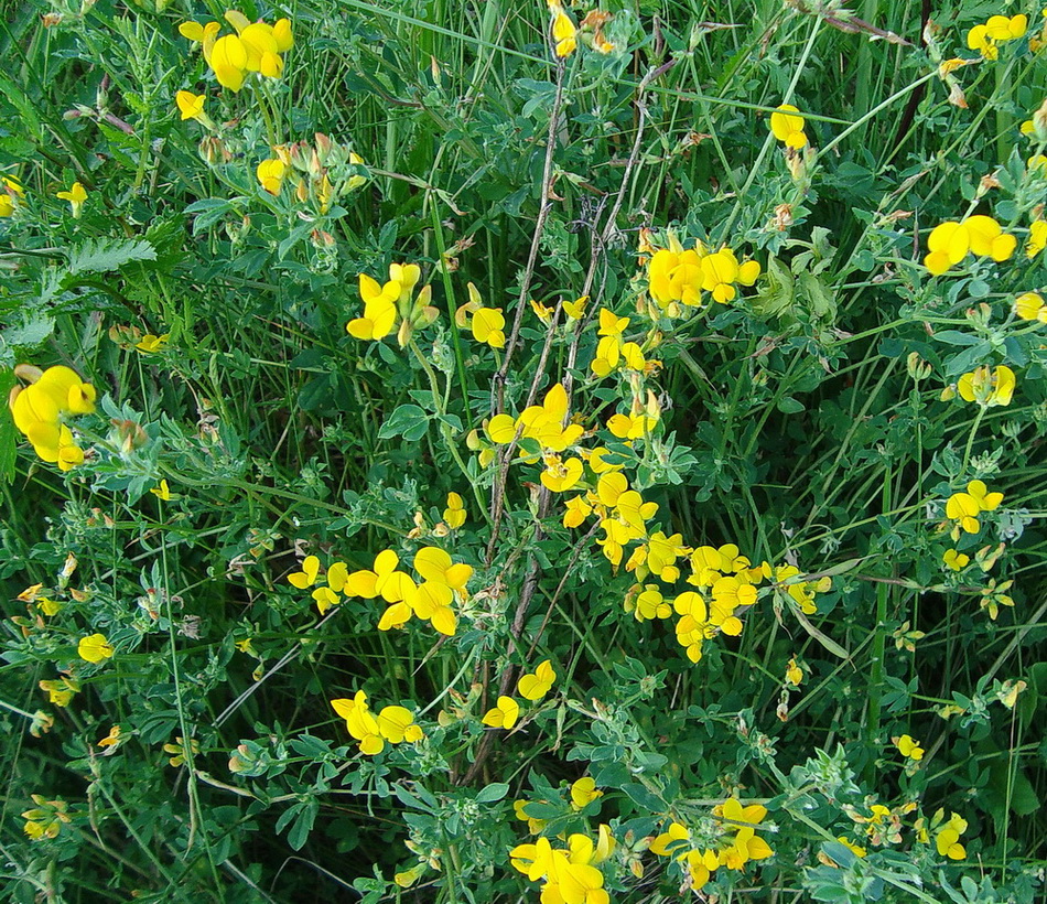 Image of Lotus corniculatus specimen.