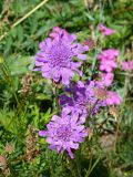 Scabiosa comosa