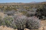 Echinocactus polycephalus. Вегетирующие растения. США, Калифорния, Joshua Tree National Park, пустыня Колорадо. 01.03.2017.