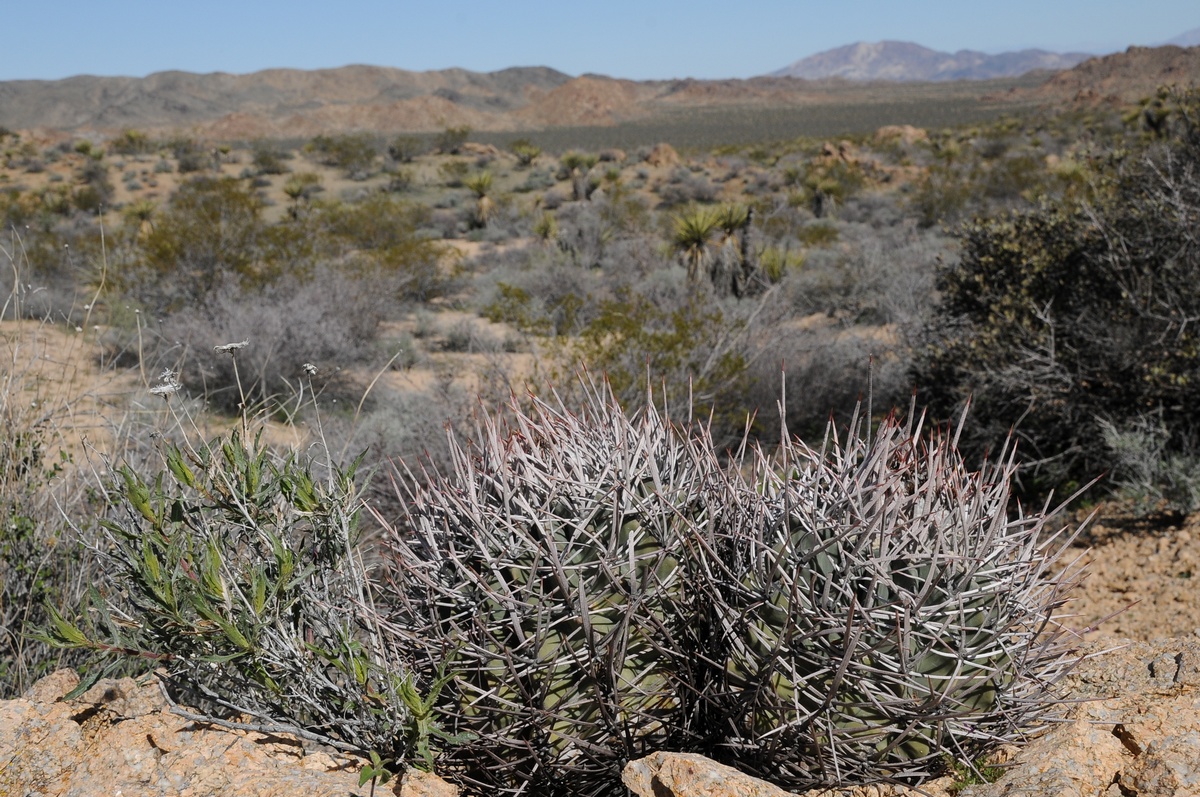 Изображение особи Echinocactus polycephalus.