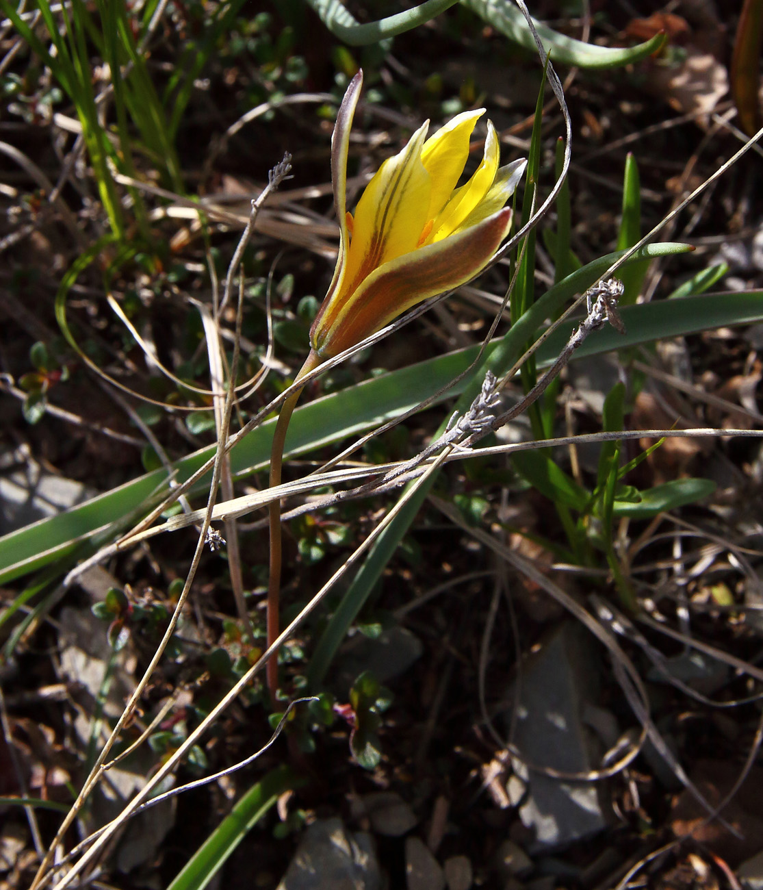 Image of Tulipa uniflora specimen.