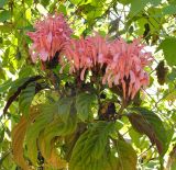 Justicia carnea