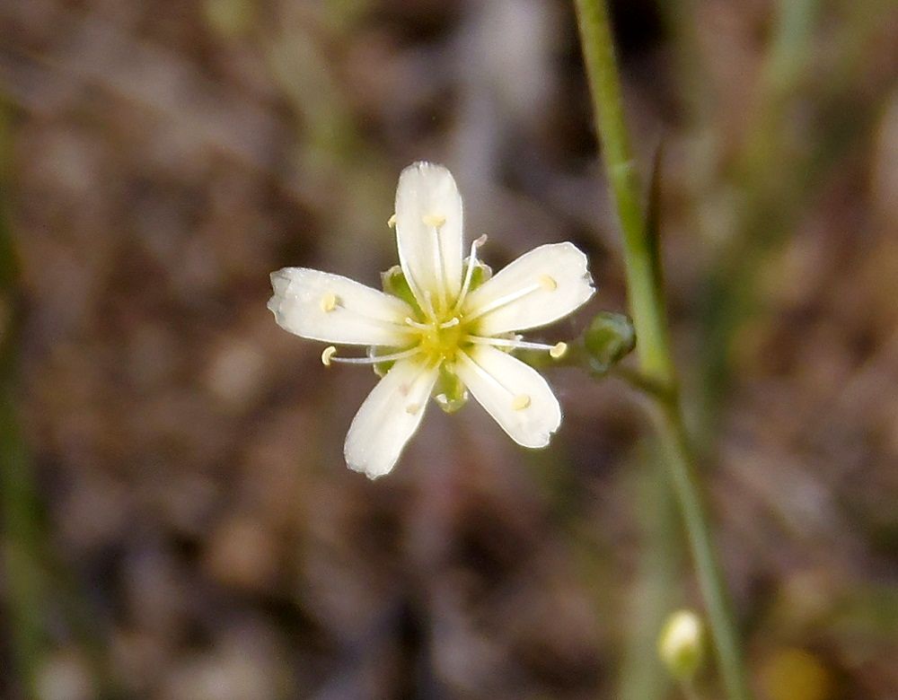 Image of Eremogone biebersteinii specimen.