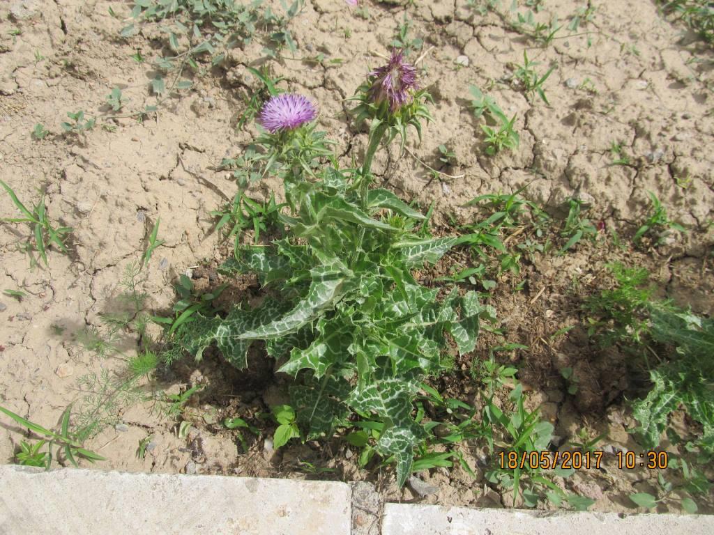 Image of Silybum marianum specimen.