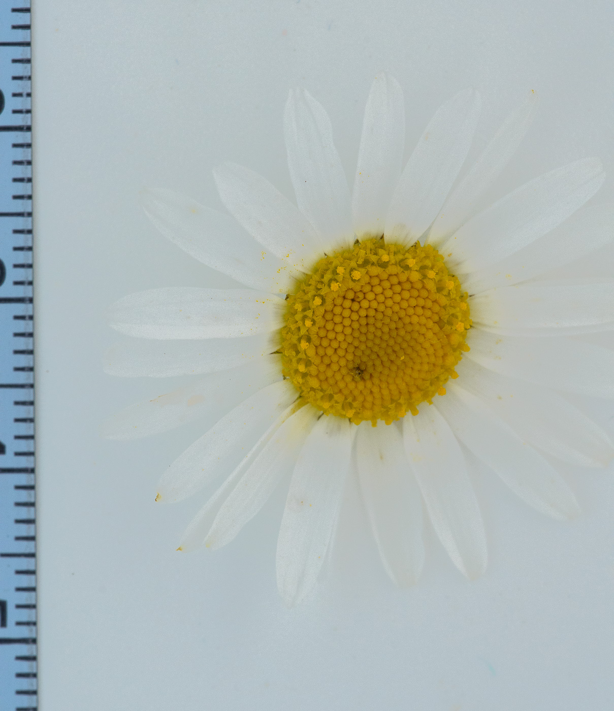 Image of Tripleurospermum inodorum specimen.