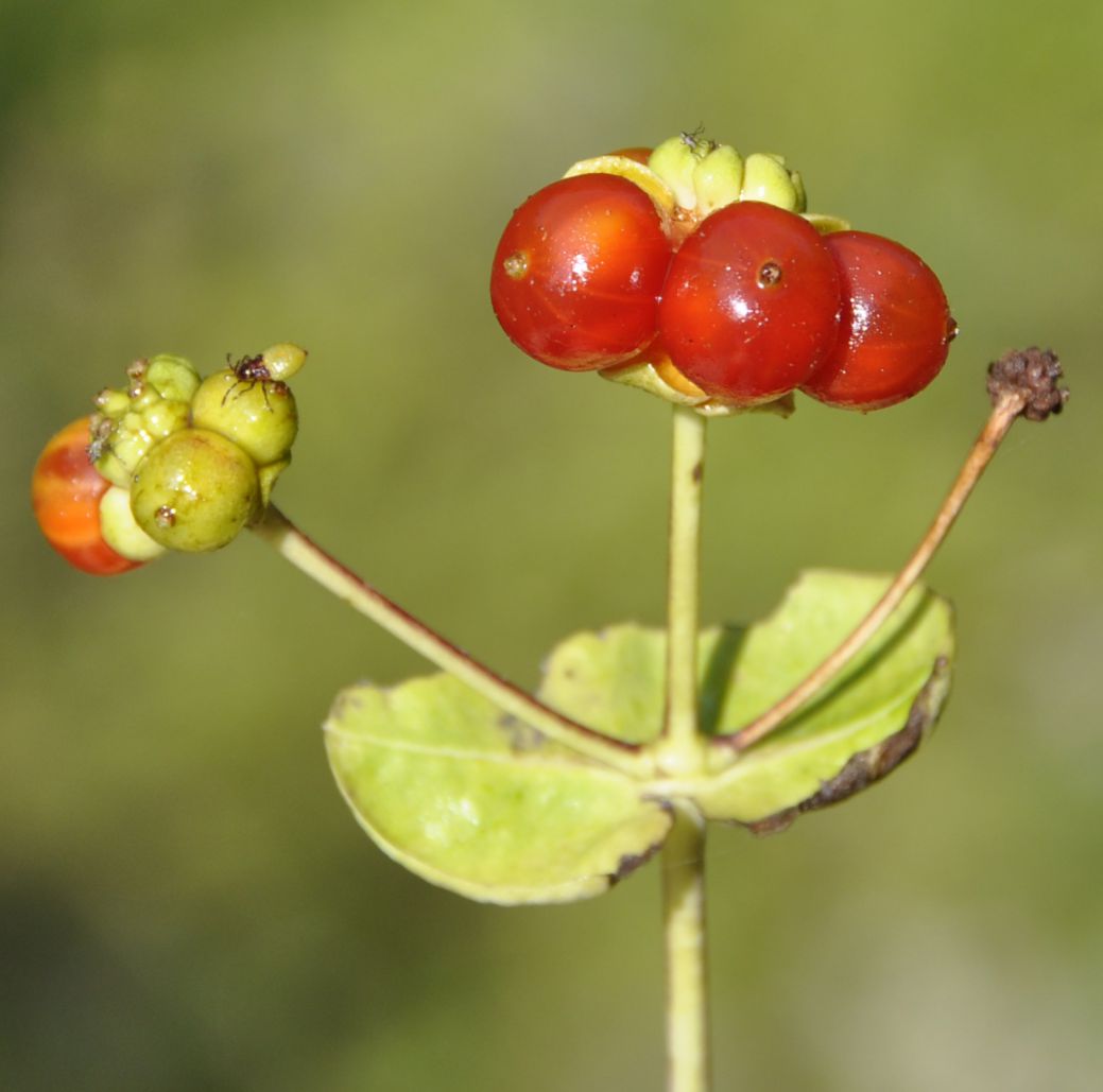 Image of Lonicera etrusca specimen.