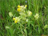 Rhinanthus serotinus