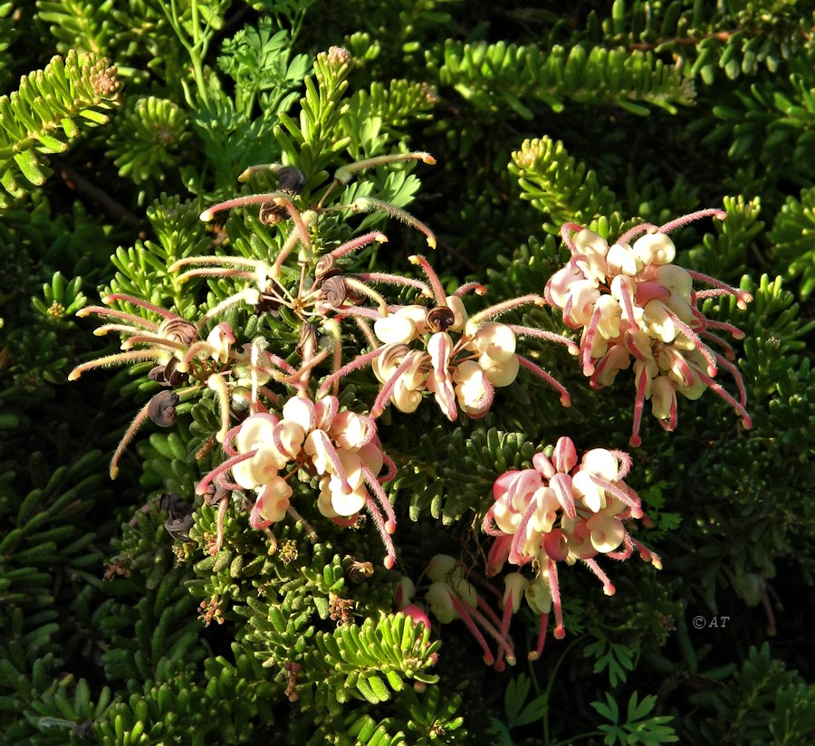 Image of Grevillea lanigera specimen.