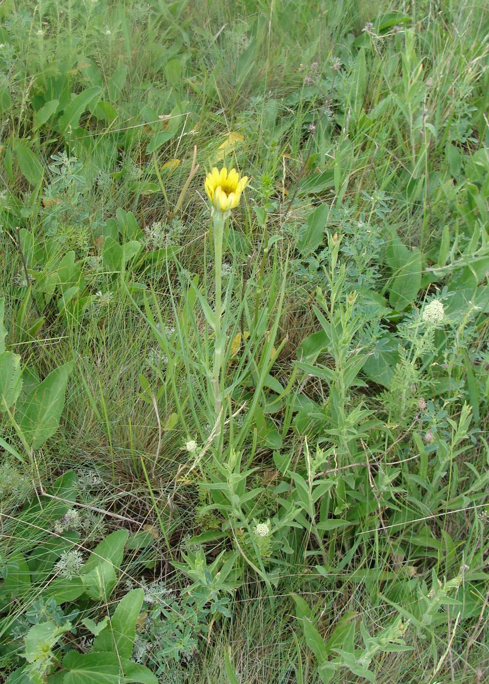 Image of Tragopogon dubius ssp. desertorum specimen.