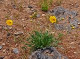 Papaver rubro-aurantiacum