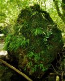 Woodsia caucasica