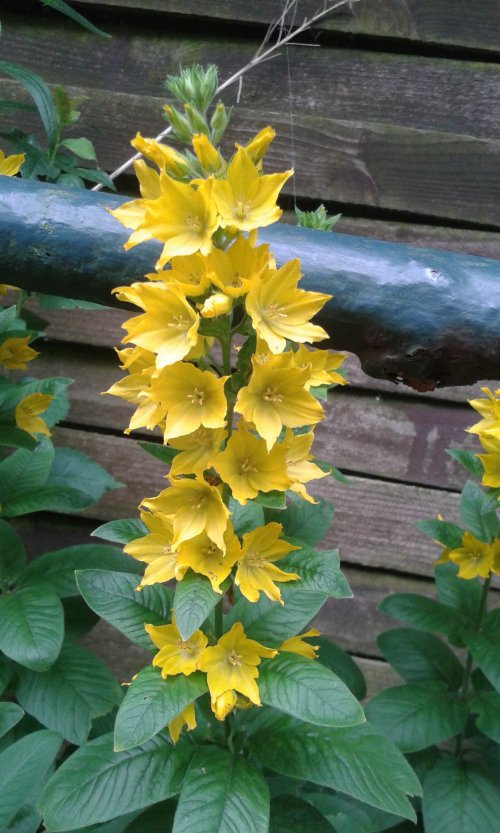 Image of Lysimachia punctata specimen.