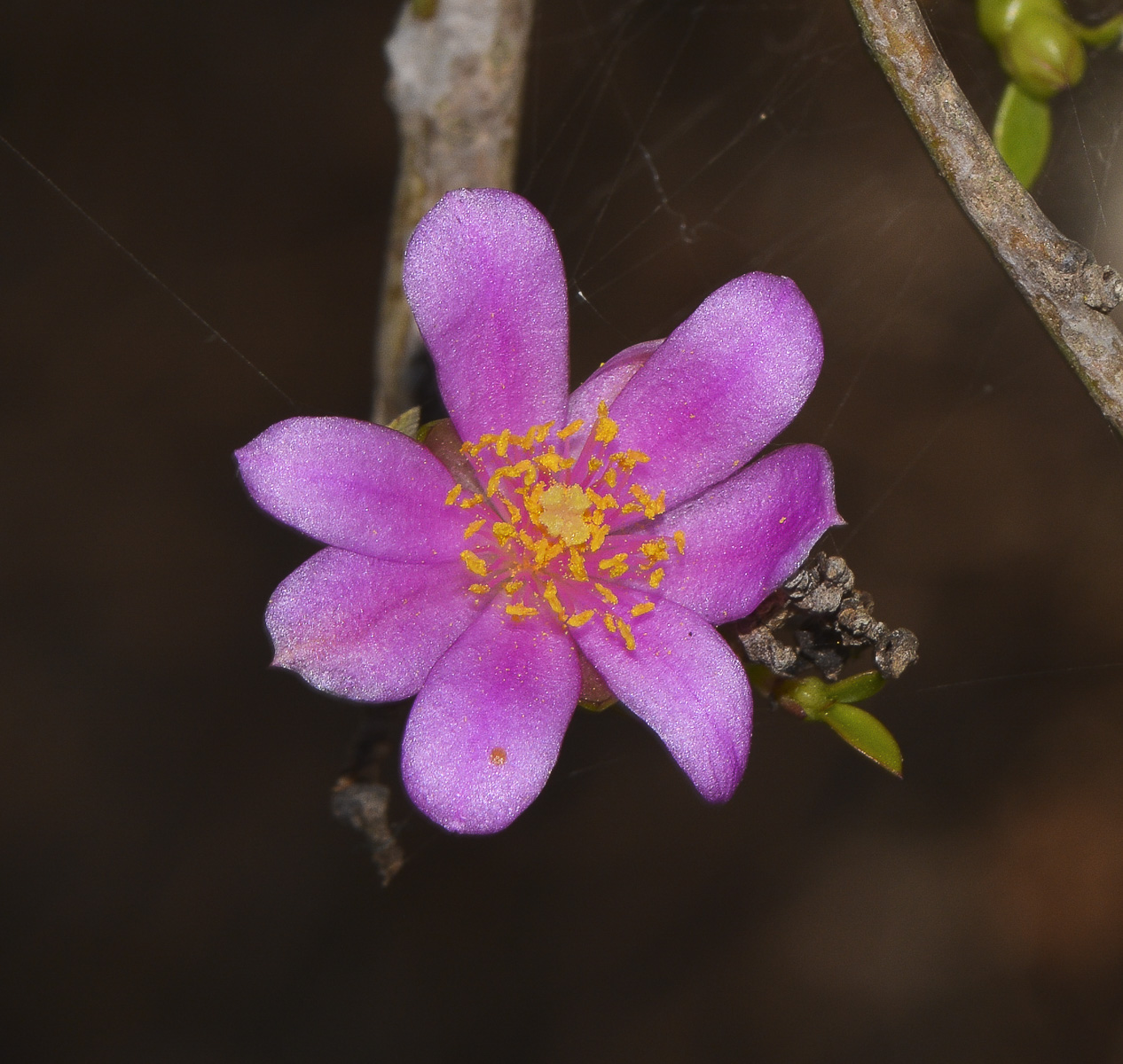 Image of genus Pereskia specimen.