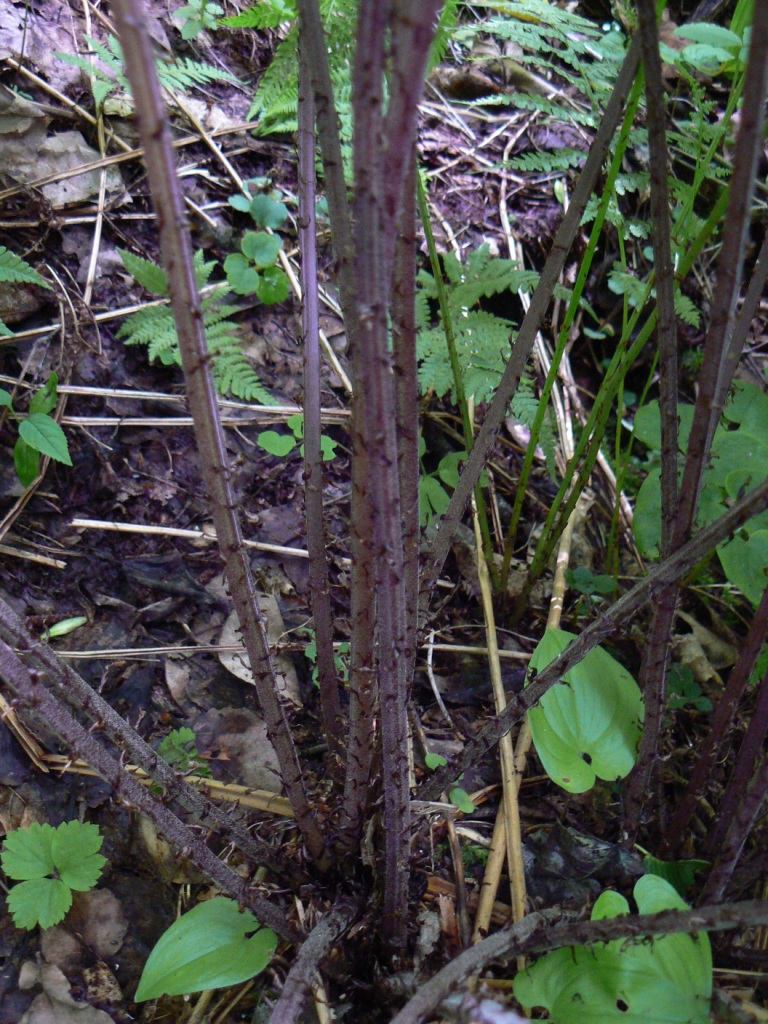 Image of Athyrium sinense specimen.