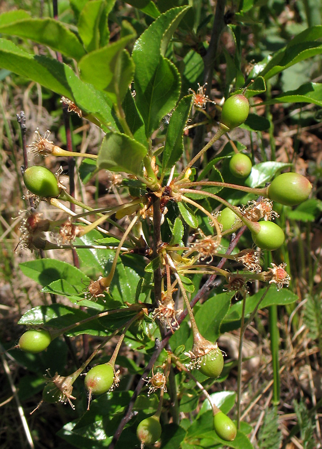 Image of Cerasus fruticosa specimen.