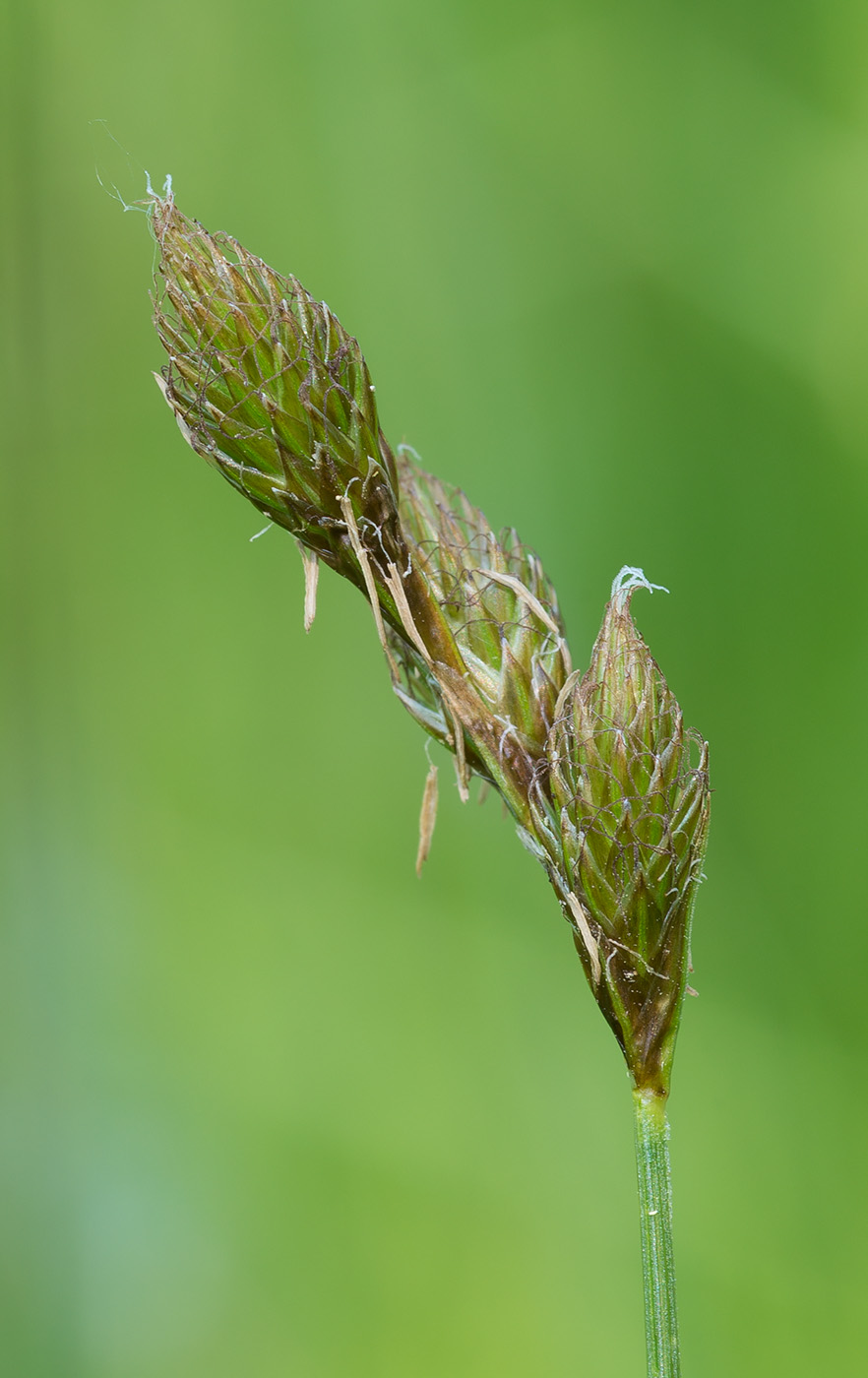 Image of Carex leporina specimen.