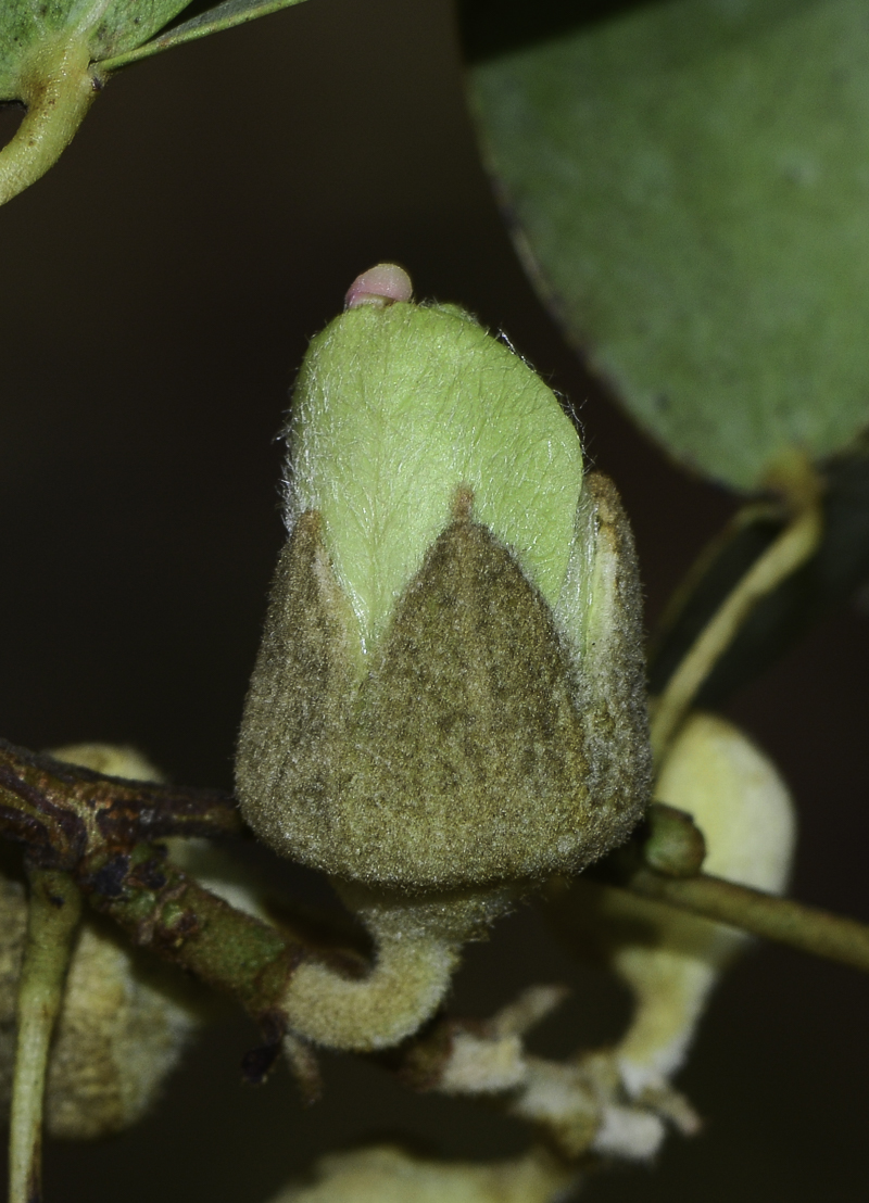 Image of Lysiphyllum gilvum specimen.