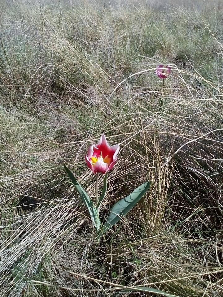 Изображение особи Tulipa suaveolens.