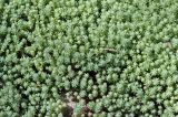 Sedum pallidum subspecies bithynicum. Вегетирующие растения. Республика Адыгея, территория Свято-Михайловского монастыря, в бетонном лотке. 30.04.2018.