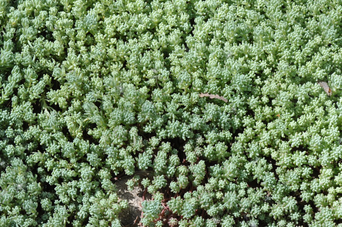 Image of Sedum pallidum ssp. bithynicum specimen.