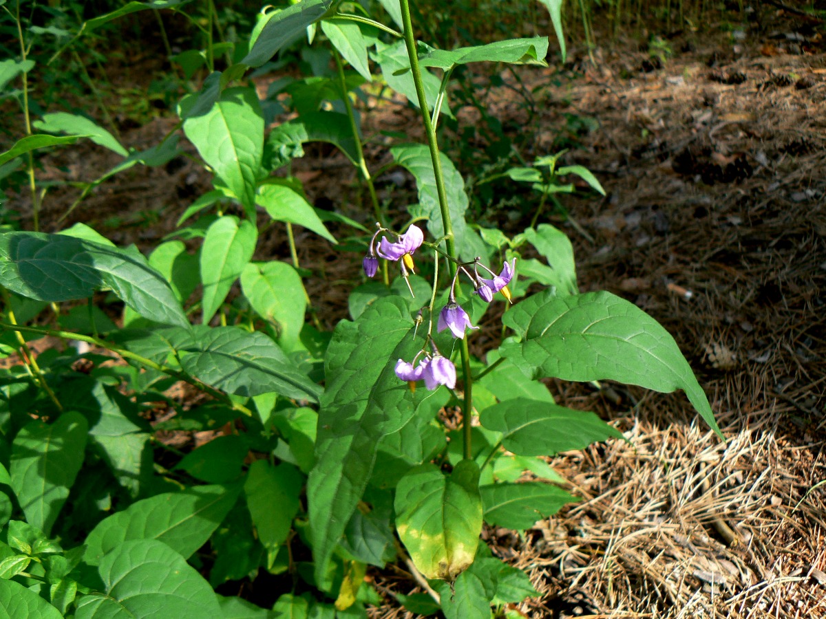 Image of Solanum dulcamara specimen.