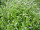 Myosotis sparsiflora