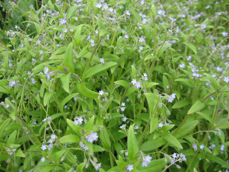 Image of Myosotis sparsiflora specimen.