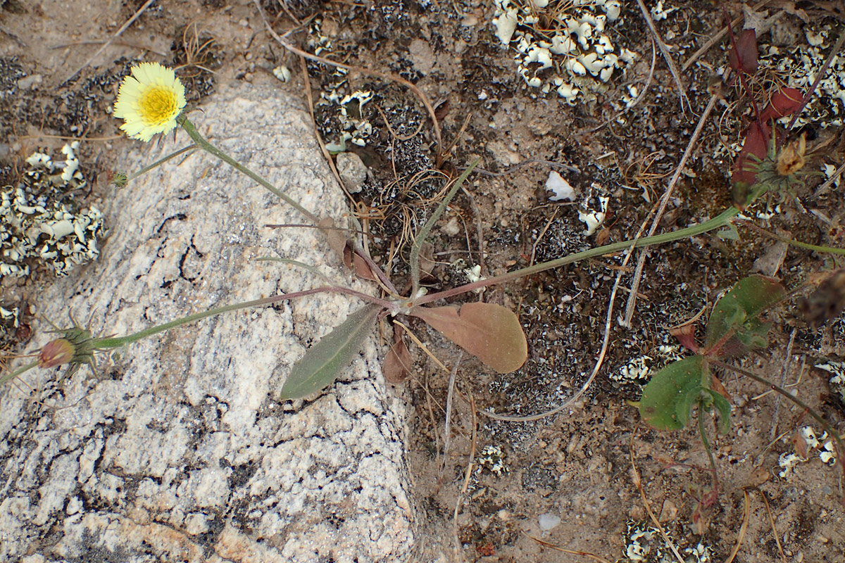 Image of Tolpis barbata specimen.