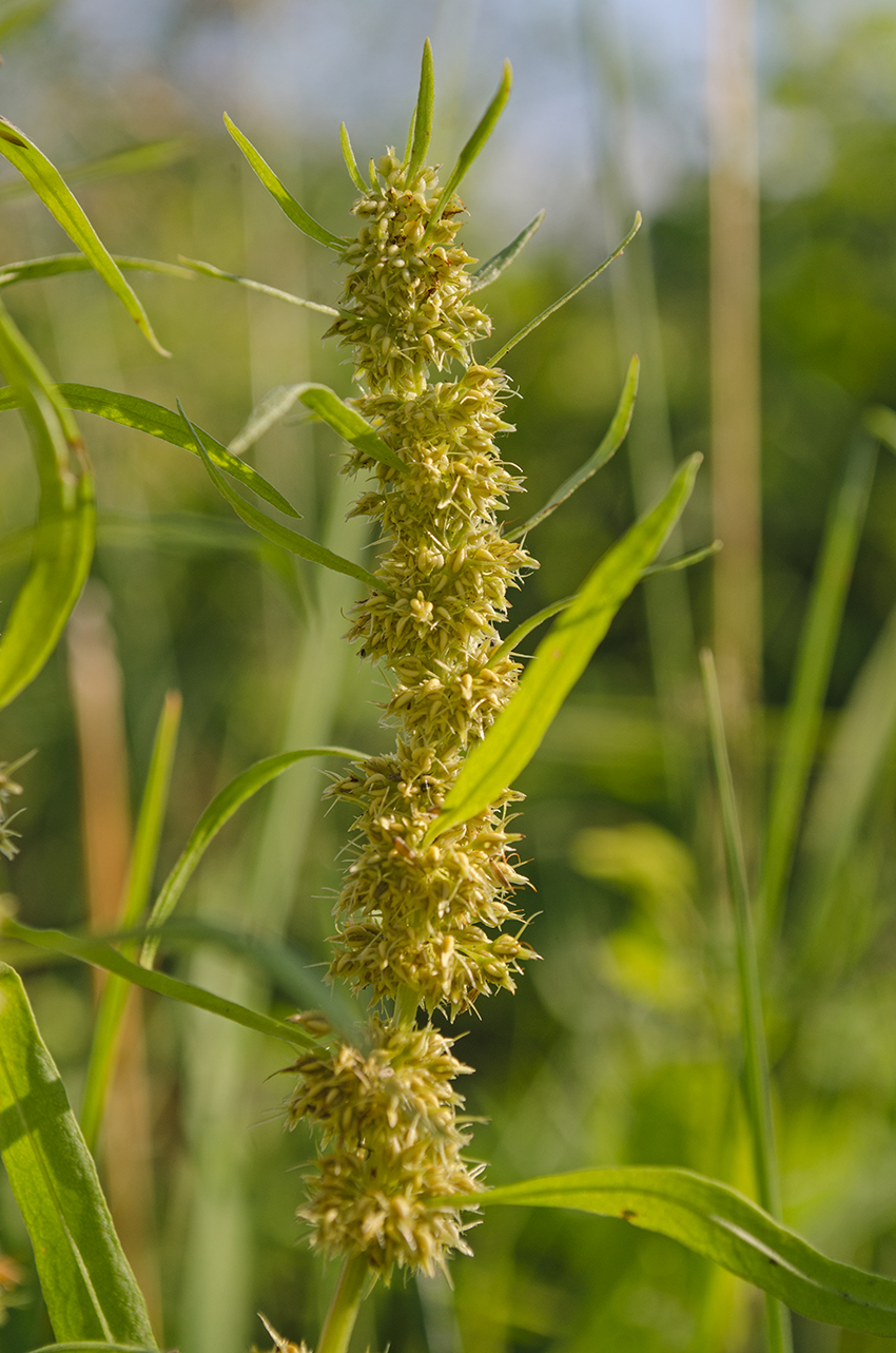 Image of Rumex rossicus specimen.