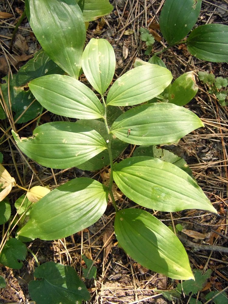 Image of Polygonatum odoratum specimen.