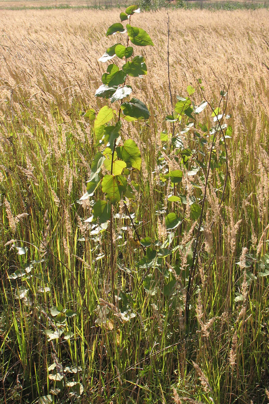 Image of Populus tremula specimen.