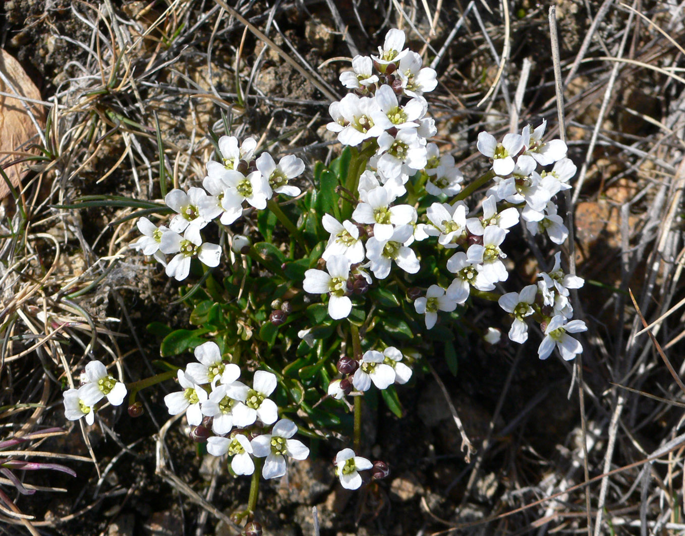 Image of Cochlearia groenlandica specimen.