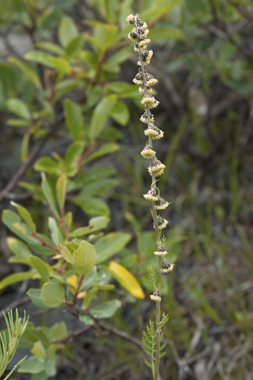 Image of Artemisia phaeolepis specimen.