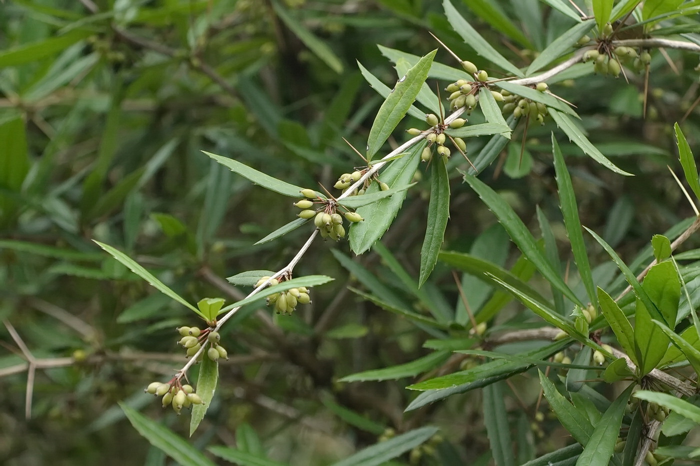 Image of Berberis julianae specimen.