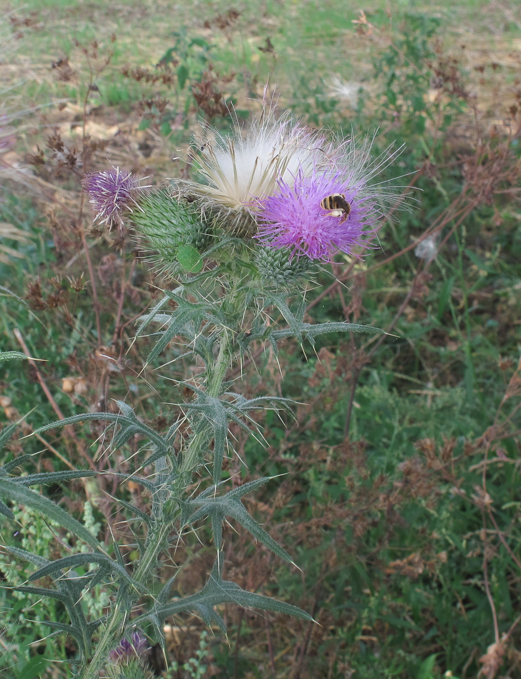 Изображение особи Cirsium vulgare.