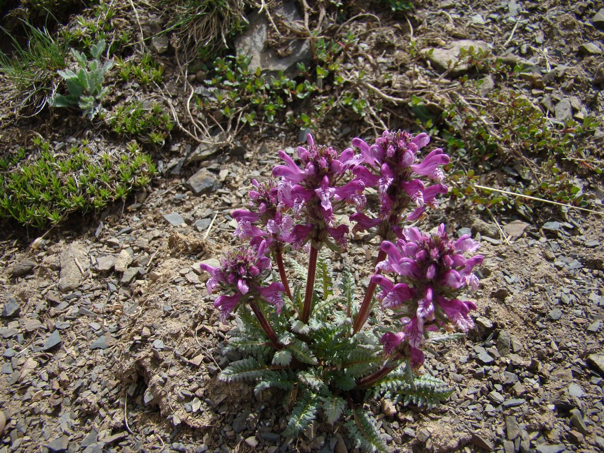 Изображение особи Pedicularis korolkowii.