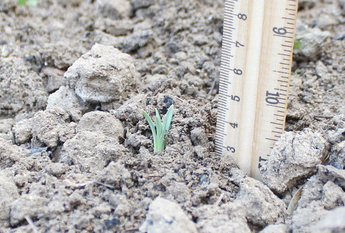 Image of Allium helicophyllum specimen.