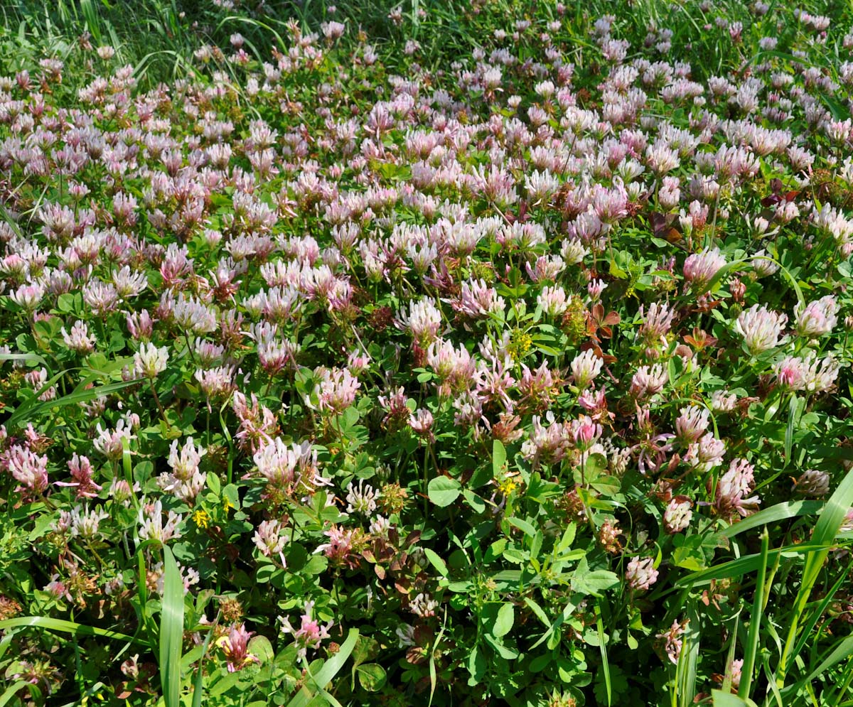 Image of Trifolium clypeatum specimen.