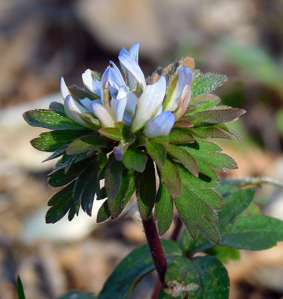 Image of Anemone banketovii specimen.