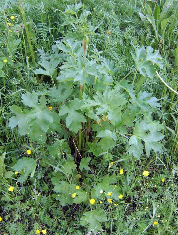 Image of genus Heracleum specimen.