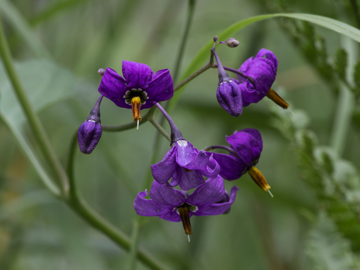 Image of Solanum kitagawae specimen.