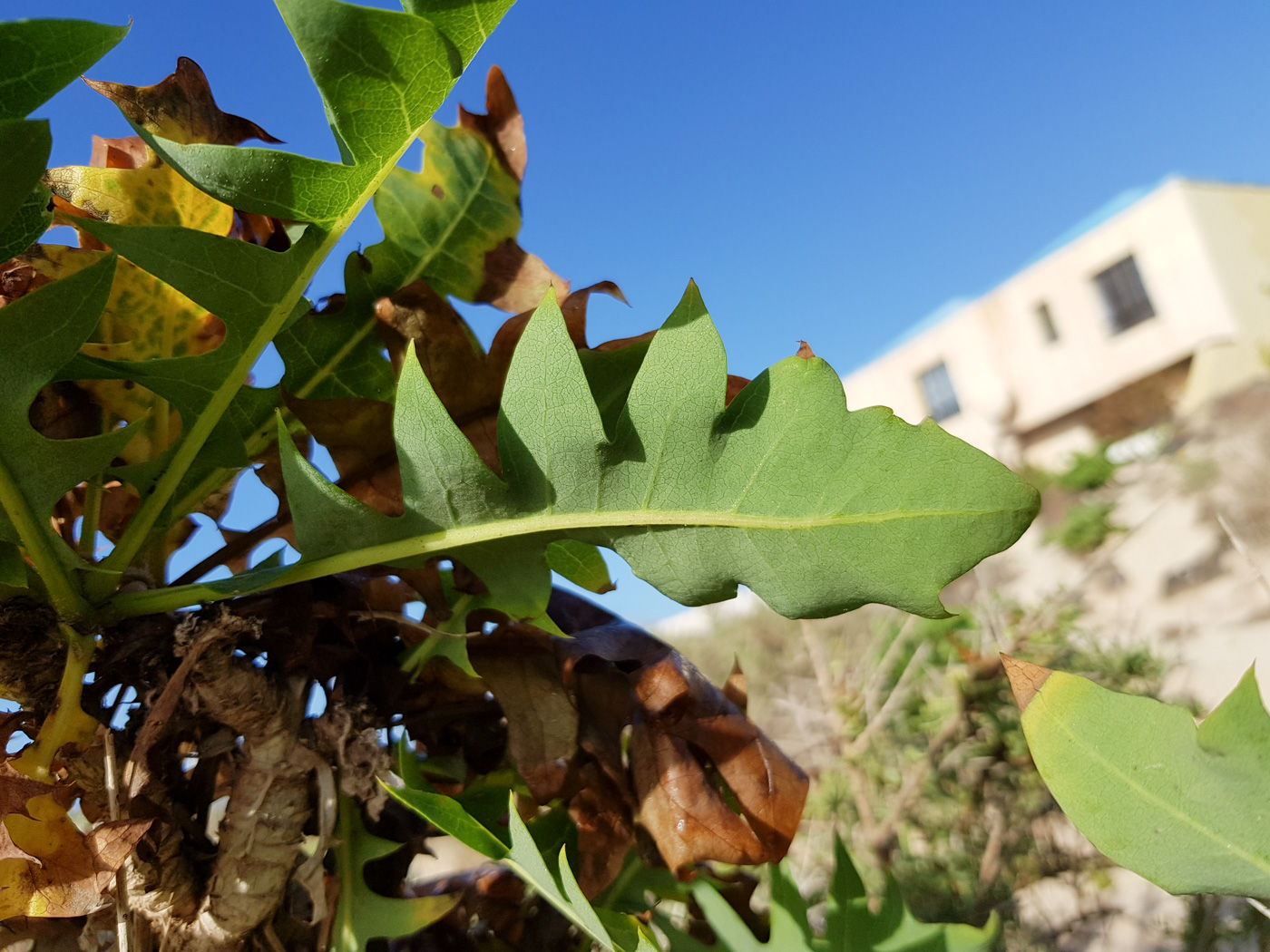 Изображение особи Sonchus pinnatifidus.