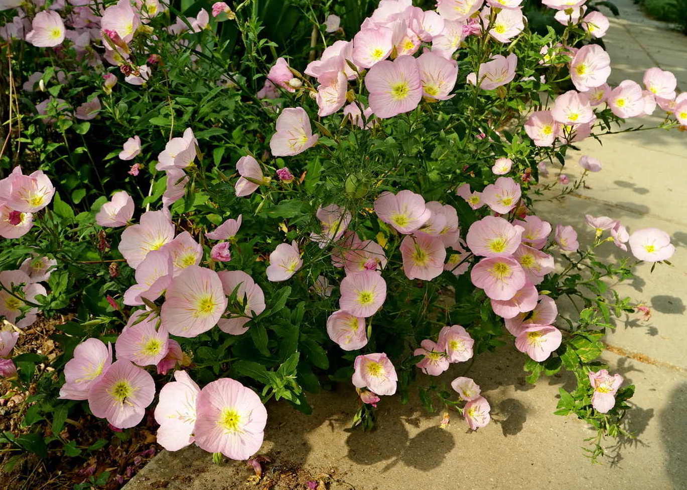 Изображение особи Oenothera speciosa.