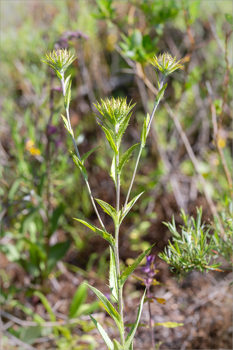 Image of Carlina fennica specimen.