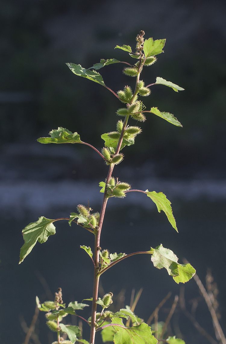 Image of Xanthium orientale specimen.